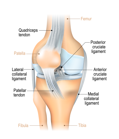 Tendon-Disorders-of-the-Hip-and-Thigh – OrthoPaedia